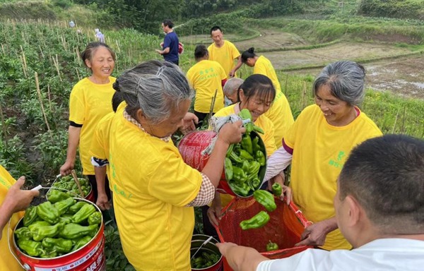 村民采摘虎皮青椒。村村旺供圖