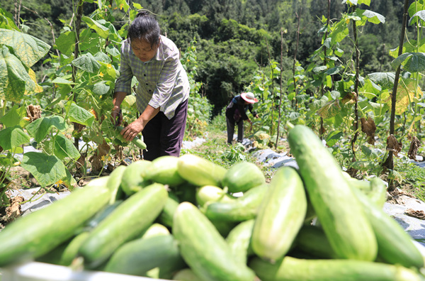 村民忙著采收黃瓜。廖唯攝