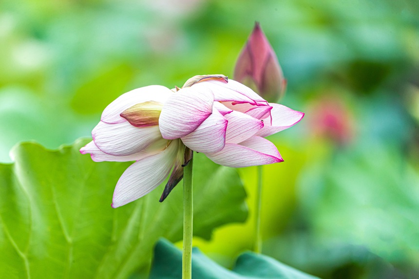 中江村荷花園并蒂蓮。瞿明斌攝