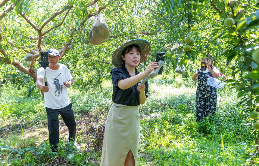 南川區(qū)豐巖鄉(xiāng)峰勝果園直播銷售李子。瞿明斌攝