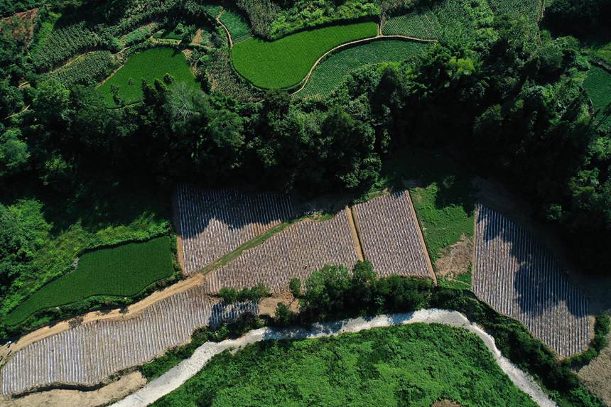 黔江區(qū)鵝池鎮(zhèn)方家村牧草種植基地。楊敏攝