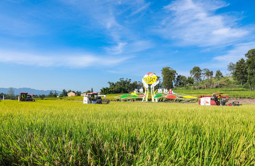 農(nóng)機(jī)助力水稻收割。熊偉攝