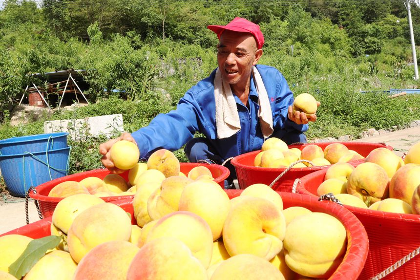 在重慶市黔江區(qū)濯水鎮(zhèn)烏楊社區(qū)黃桃基地，村民在分揀黃桃。楊敏攝