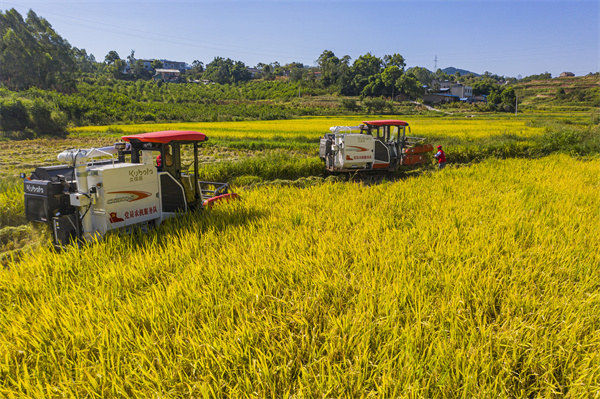 吉安鎮(zhèn)黨員農(nóng)機(jī)服務(wù)隊在農(nóng)戶田間收割稻谷。陳科儒攝