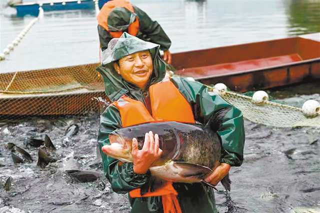 生態(tài)養(yǎng)魚喜獲豐收。（兩江漁業(yè)供圖）