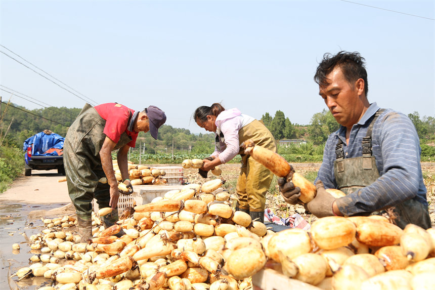 洗凈待運(yùn)的蓮藕堆成小山。趙軍攝