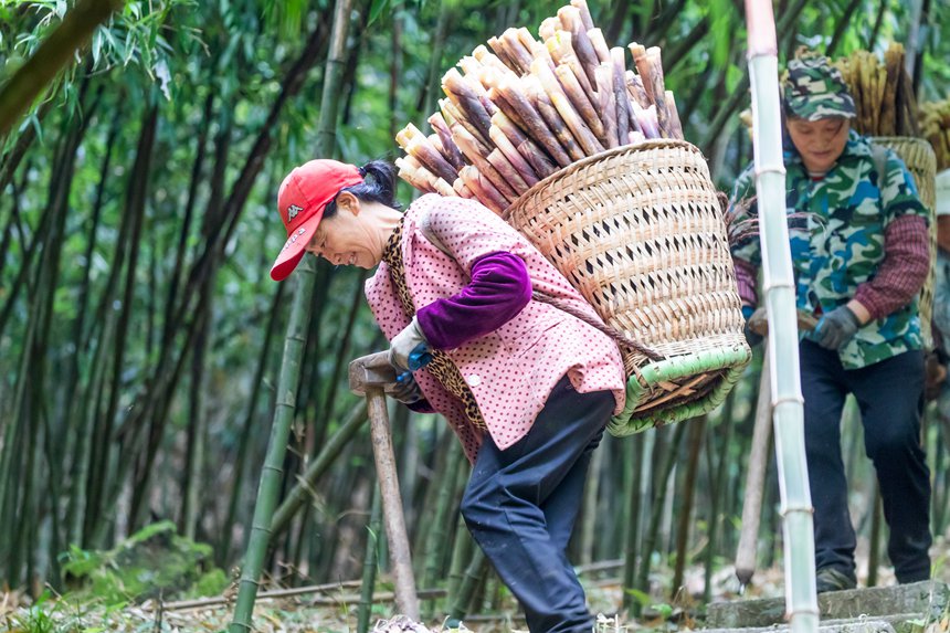 筍農在采摘方竹筍。瞿明斌攝