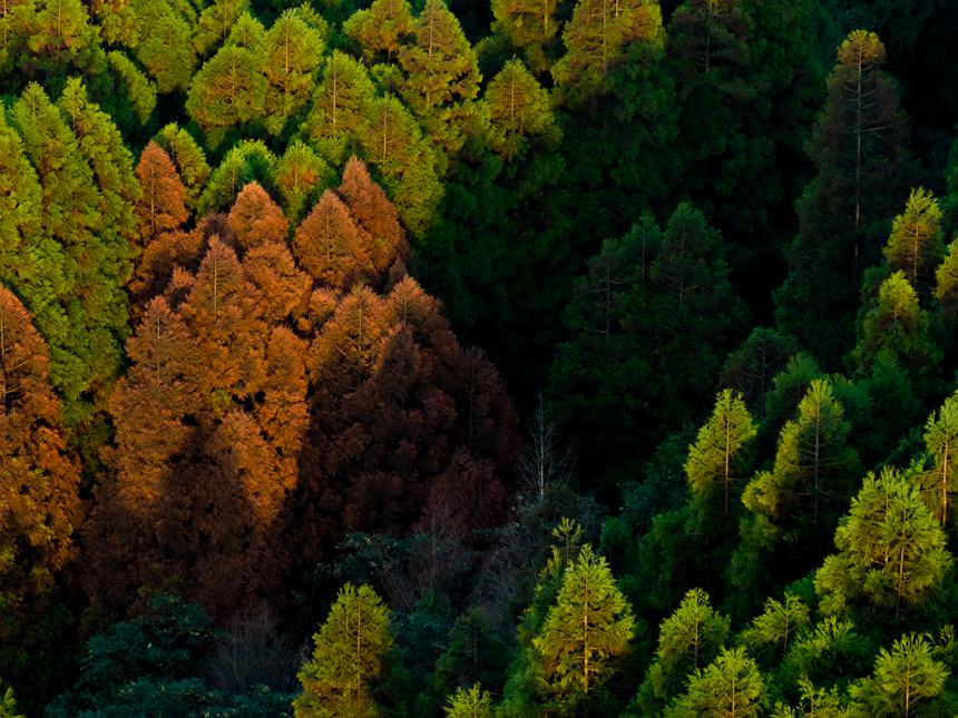 山王坪漫山遍野的柳杉和水杉盡顯秋色。周瑄攝