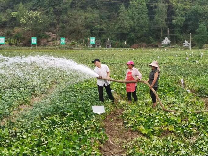 黃培華參與為紅薯基地送水、澆水。重慶對外經(jīng)貿集團供圖