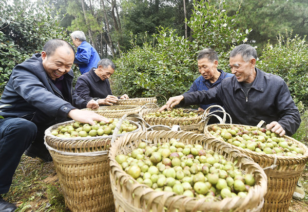 村民收獲油茶。黃河攝