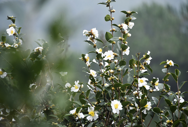 油茶花開(kāi)得正艷。黃河攝