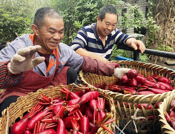 村民收獲胭脂蘿卜。黃河攝