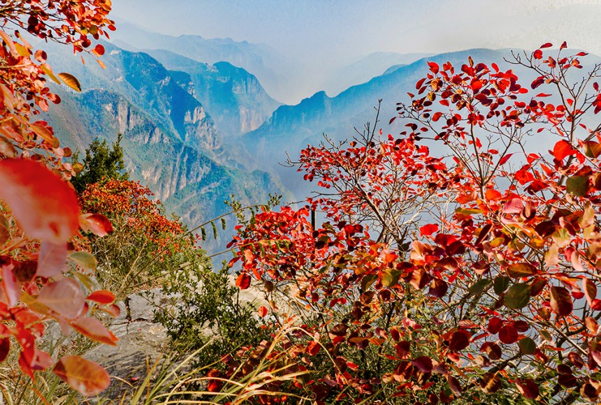 巫峽神女景區(qū)的紅葉景觀。馬正倫攝