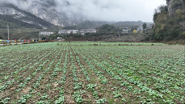 即將越冬的油菜壯苗。劉先華攝