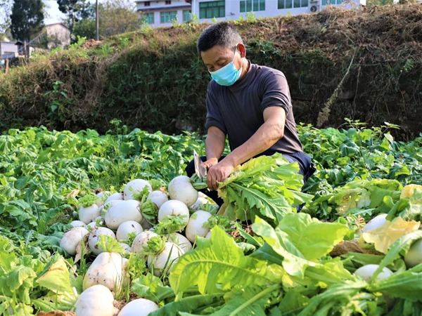 農(nóng)戶收割草蔸蘿卜。綦江區(qū)融媒體中心供圖