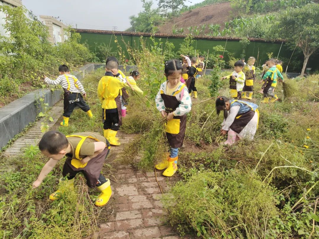 紅爐幼兒園開展除草活動(dòng)（資料圖）。永川區(qū)教委供圖