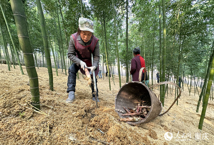 1月9日，村民在雷竹林挖筍。人民網(wǎng) 劉政寧攝