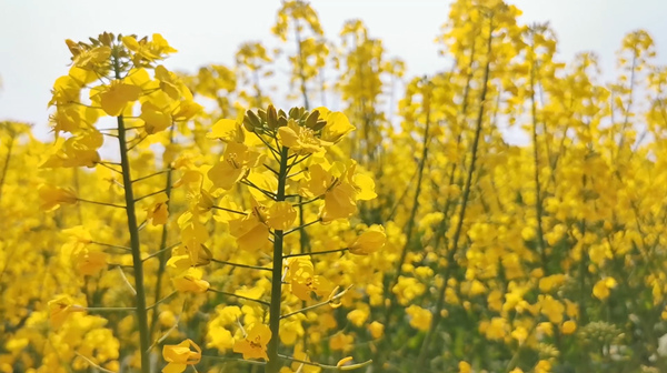 陳摶故里景區(qū)油菜花盛開。潼南區(qū)委宣傳部供圖