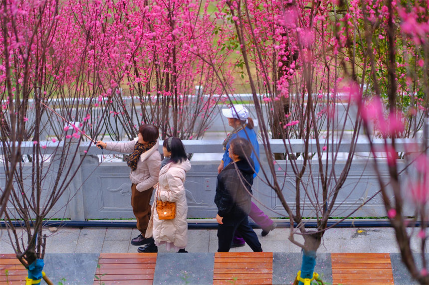 市民漫步紅梅盛開的江灘公園，盡情享受春光。郭旭攝