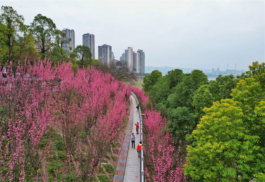 南濱路雅巴洞江灘公園的紅梅如期綻放，為綠道增添濃濃春意。郭旭攝