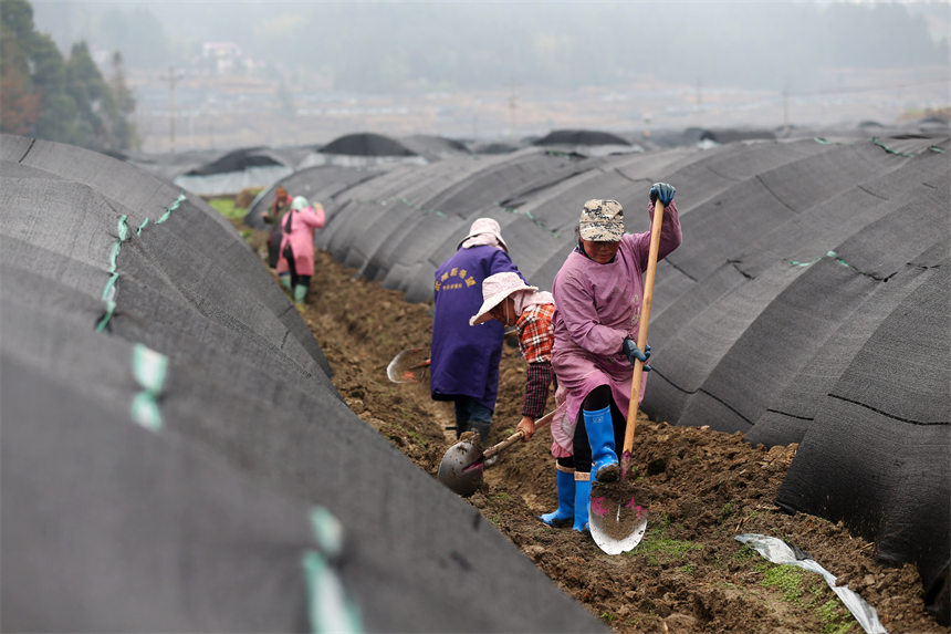 重慶市黔江區(qū)馬喇鎮(zhèn)杉樹村村民在羊肚菌種植基地疏浚水溝。楊敏攝