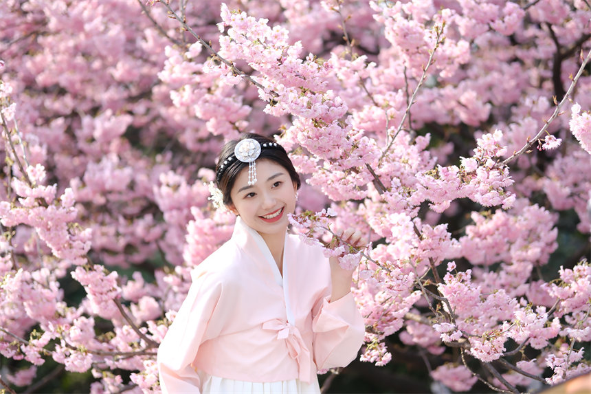 2月24日，南山植物園櫻花競(jìng)相綻放，吸引不少游客前來(lái)賞花游玩。郭旭攝