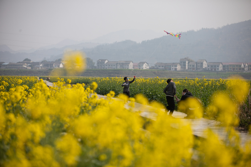 在重慶市秀山縣龍鳳花海景區(qū)，市民游客們正在油菜花田里拍照游玩。胡程攝 (7)