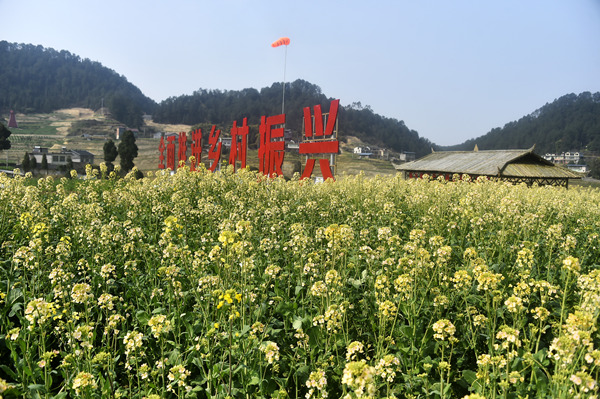 美麗的油菜花田。黃河攝