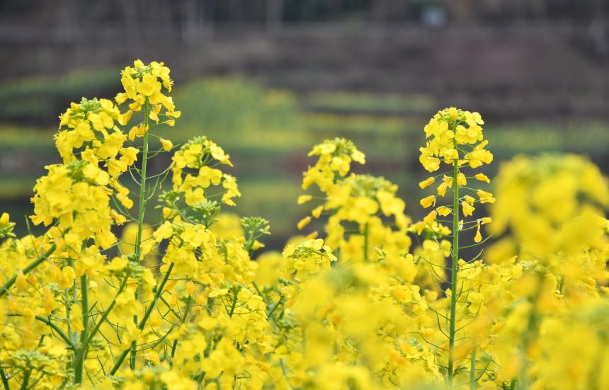 阿蓬江沿岸的油菜花進(jìn)入盛花期。張瑜洋攝