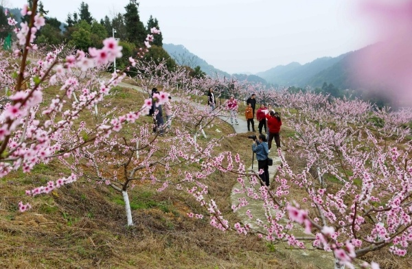 桃花盛開吸引游客游玩。李攀攝