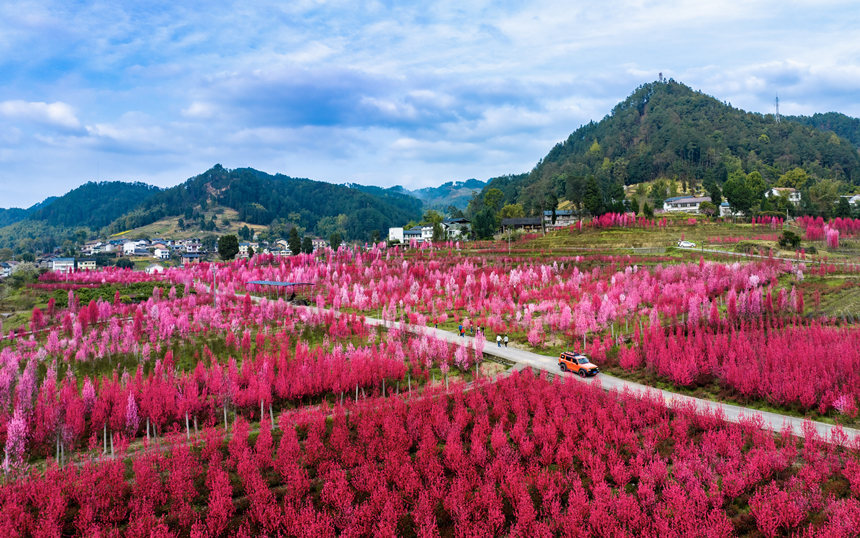 重慶市南川區(qū)白沙鎮(zhèn)的觀賞性桃花進入盛花期。汪新攝