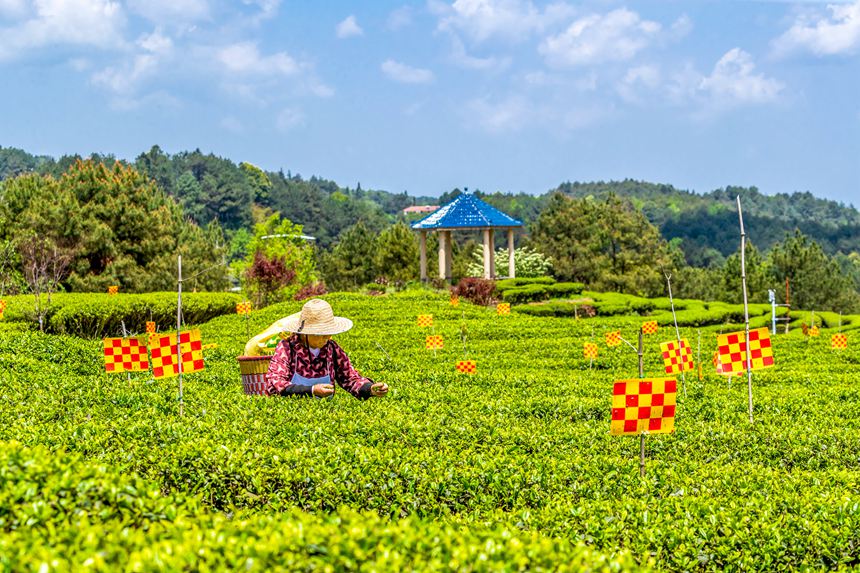 綠色生態(tài)茶園穿上了“花衣”。瞿明斌攝