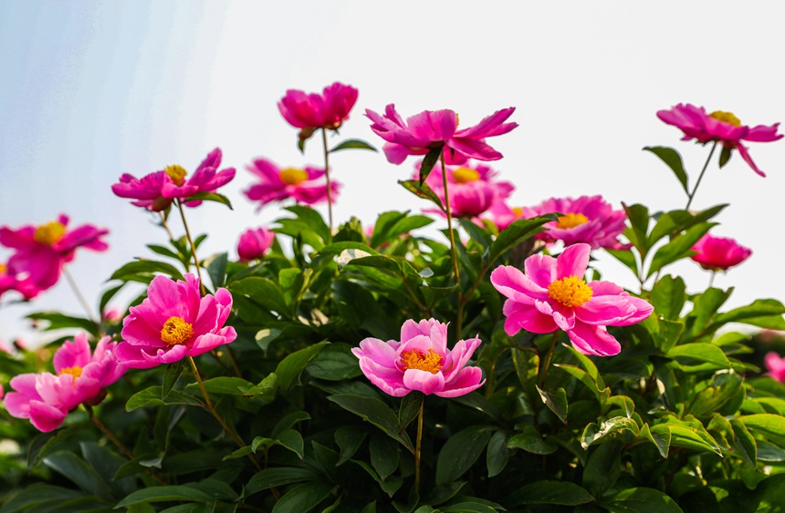 徐白村核心品種芍源紅。龔長浩攝