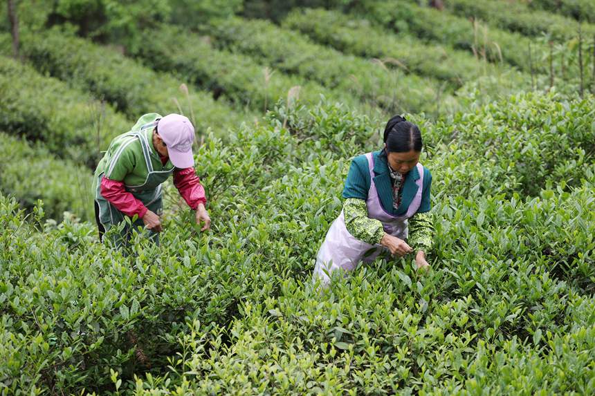 村民在茶葉種植基地采摘春茶。楊敏攝