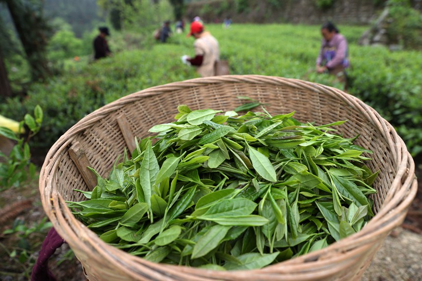 剛采摘下的春茶。楊敏攝