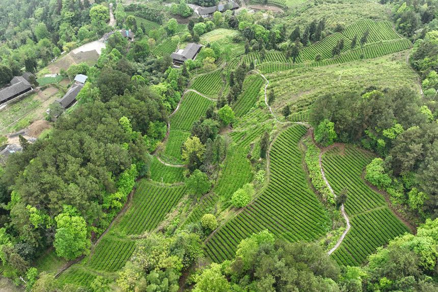 黔江區(qū)鵝池鎮(zhèn)社溪村茶葉種植基地。楊敏攝