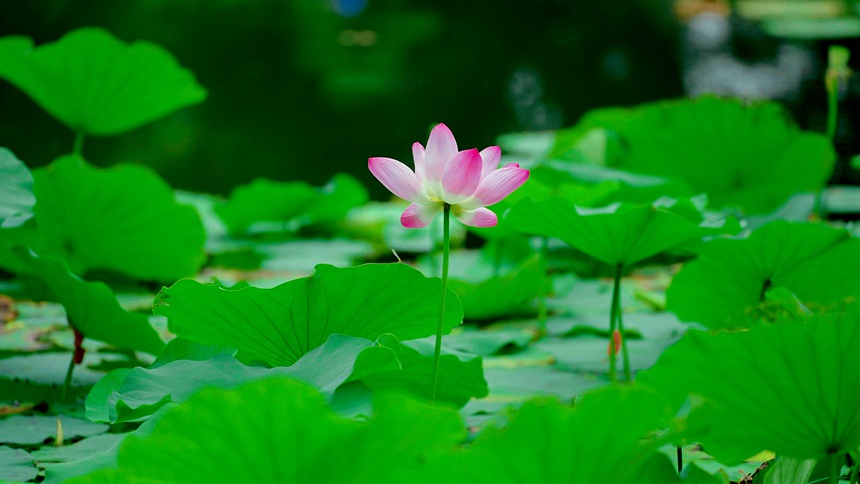 荷花盛開(kāi)。劉超攝