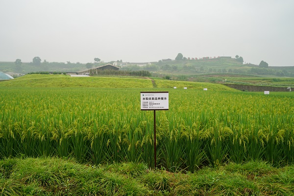 水稻優(yōu)新品種展示。趙國(guó)淦攝