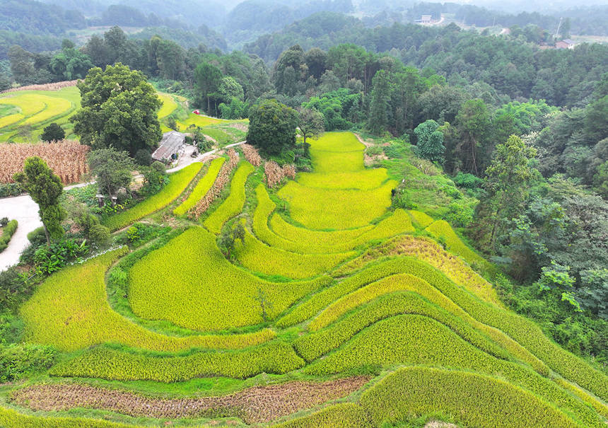 重慶市涪陵區(qū)青羊鎮(zhèn)興園村金燦燦的稻谷正待豐收。黃河攝