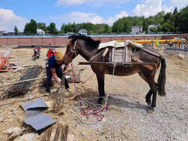 由于地形復(fù)雜，部分路段只能用騾子搬運(yùn)建設(shè)物資。重慶燃?xì)饧瘓F(tuán)供圖