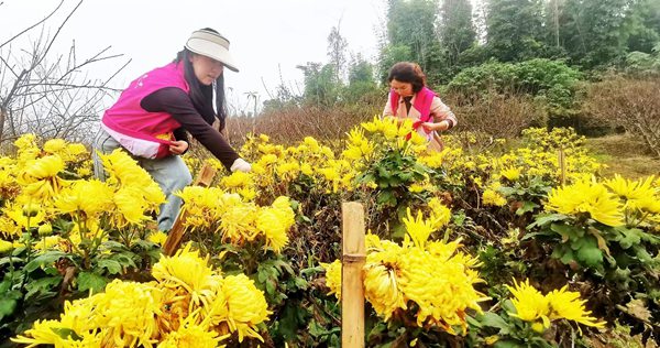 菊花開(kāi)正艷。銅梁區(qū)委宣傳部供圖