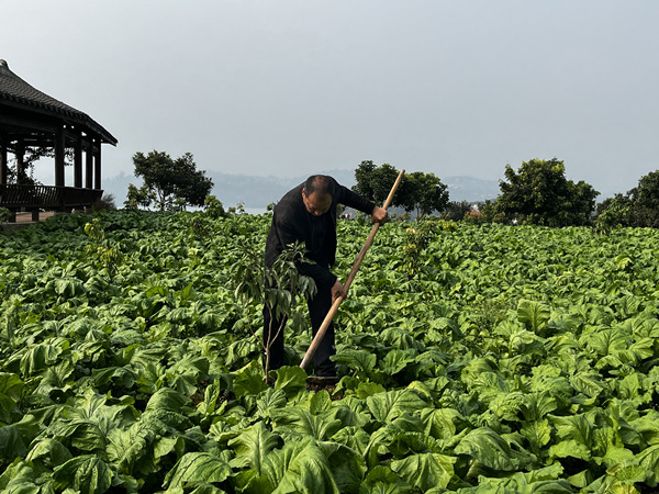 村民在種植荔枝苗。蔣海濤攝