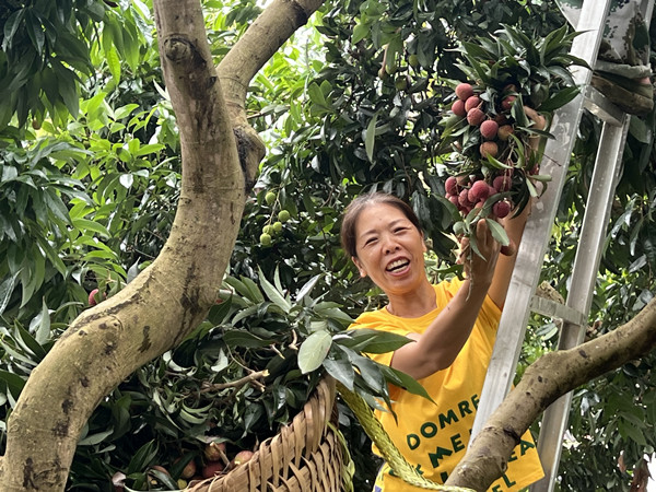 今年南沱鎮(zhèn)荔枝豐收。南沱鎮(zhèn)供圖