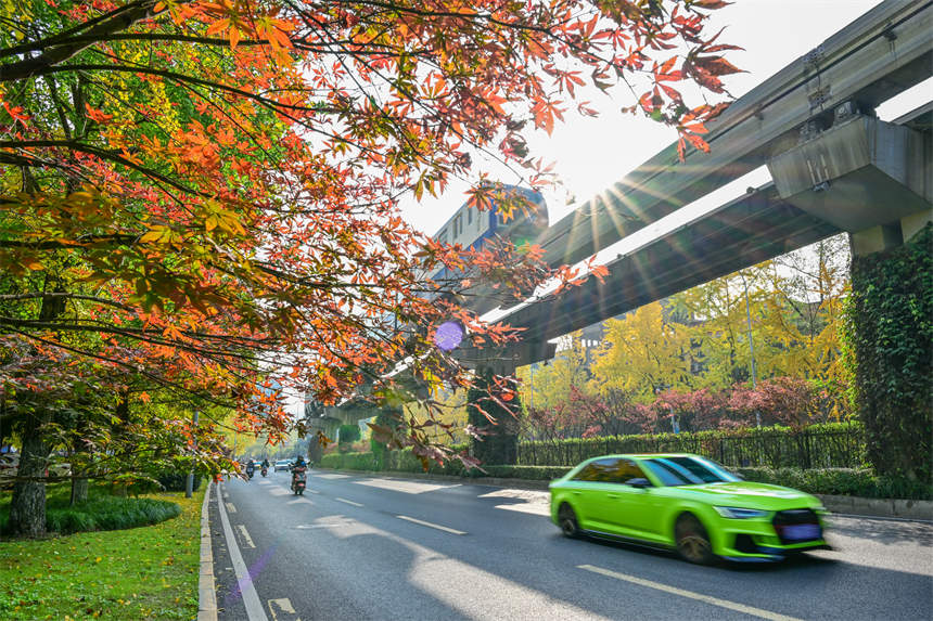 冬日山城，南岸區(qū)學府大道沿線，一路“楓景”如畫。郭旭攝