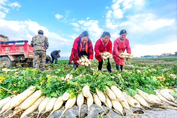 蔬菜基地蘿卜豐收。潼南區(qū)委宣傳部供圖