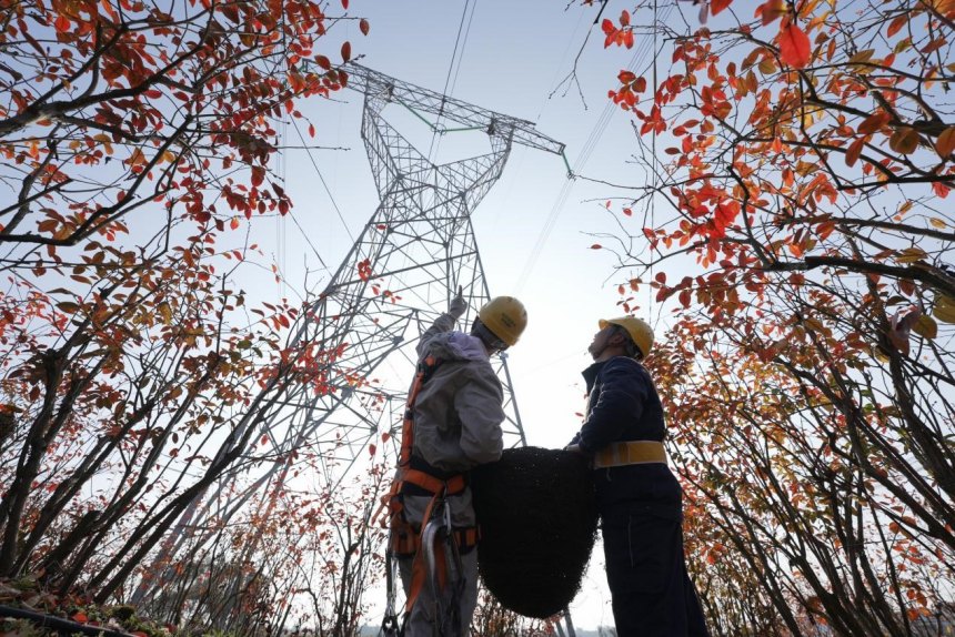 重慶送變電公司員工討論鳥巢安裝位置。張弛攝