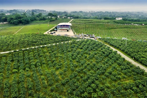 宇隆椒豐農(nóng)業(yè)開發(fā)公司的花椒種植基地，該基地是重慶市農(nóng)業(yè)農(nóng)村委授牌的全市農(nóng)產(chǎn)品出口基地。江津區(qū)委宣傳部供圖