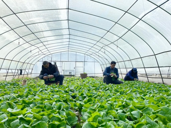 菜農(nóng)在種植大棚作業(yè)。張金婧攝