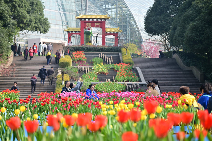 重慶南山植物園，市民游客前來賞花踏春歡度新春佳節(jié)。郭旭攝