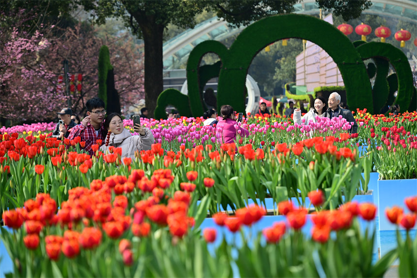 重慶南山植物園，市民游客前來(lái)賞花踏春歡度新春佳節(jié)。郭旭攝